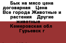 Бык на мясо цена договарная › Цена ­ 300 - Все города Животные и растения » Другие животные   . Кемеровская обл.,Гурьевск г.